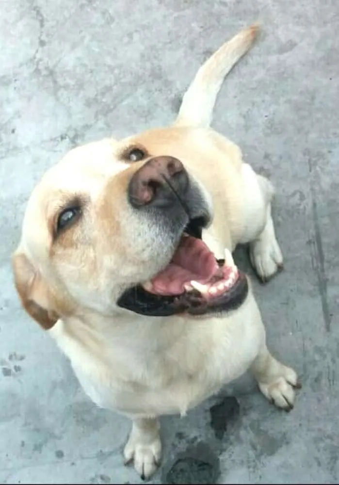 Cachorro ra a Golden retrivier e Labradora idade 3 anos nome Lilica e Caco