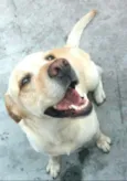 Lilica e Caco