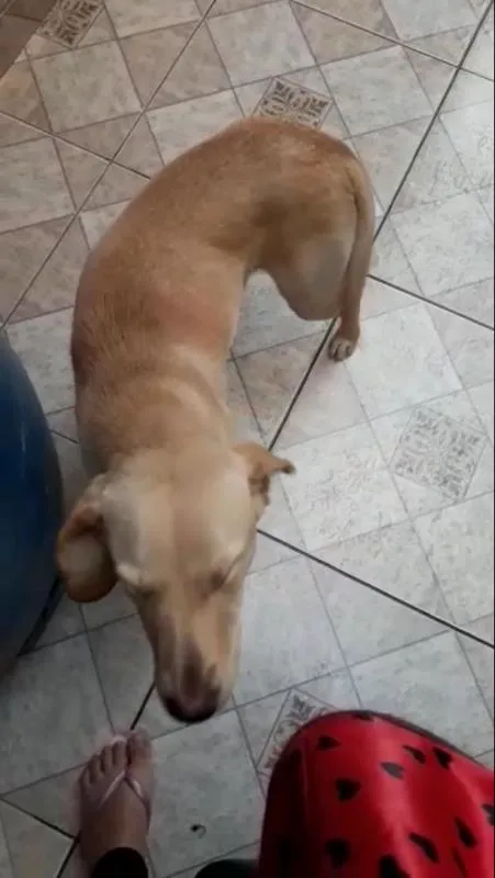 Cachorro ra a Indefinida idade 2 a 6 meses nome Princesa