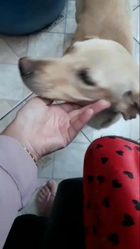 Cachorro ra a Indefinida idade 2 a 6 meses nome Princesa
