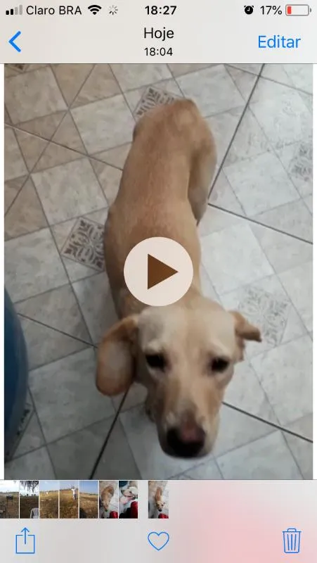 Cachorro ra a Indefinida idade 2 a 6 meses nome Princesa
