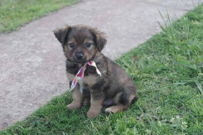 Cachorro ra a SRD idade 2 a 6 meses nome Filhotinhos