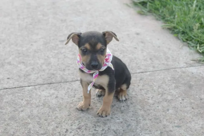 Cachorro ra a SRD idade 2 a 6 meses nome Filhotinhos