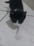 filhotes