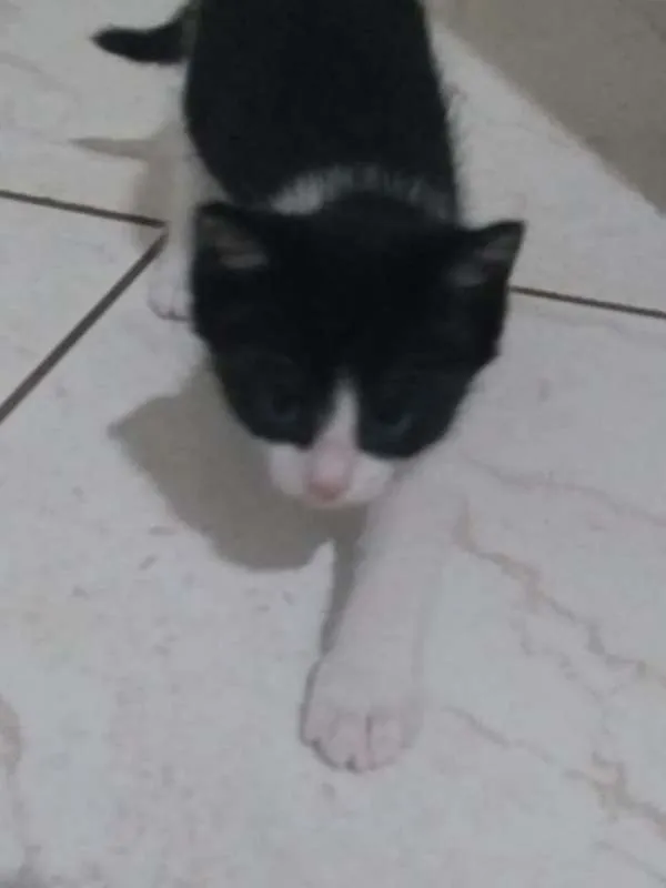 Gato ra a  idade Abaixo de 2 meses nome filhotes