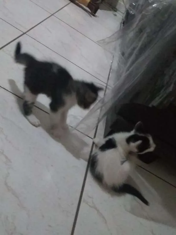 Gato ra a  idade Abaixo de 2 meses nome filhotes