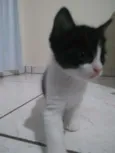 filhotes