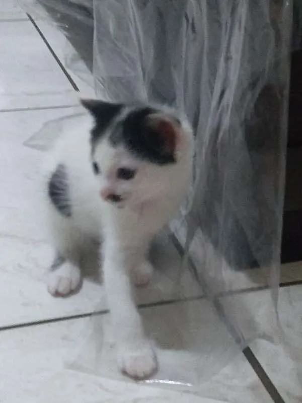 Gato ra a  idade Abaixo de 2 meses nome filhotes