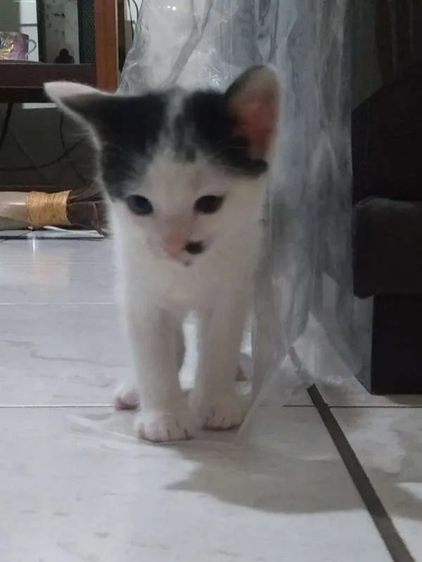 Gato ra a  idade Abaixo de 2 meses nome filhotes