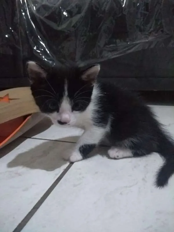 Gato ra a  idade Abaixo de 2 meses nome filhotes