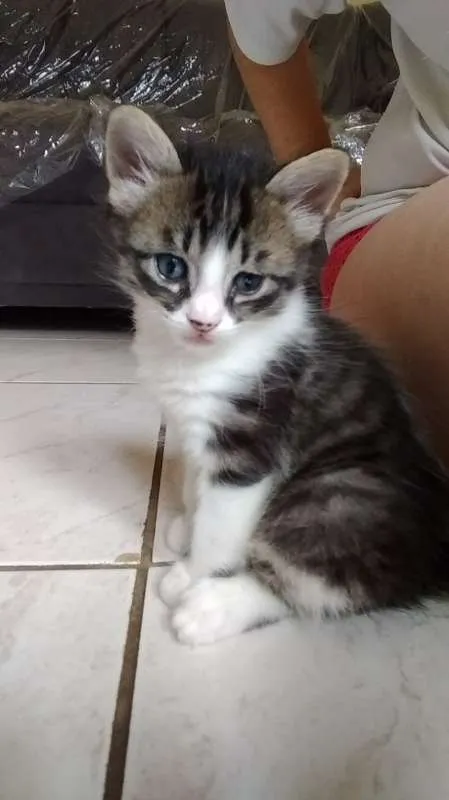 Gato ra a  idade Abaixo de 2 meses nome filhotes