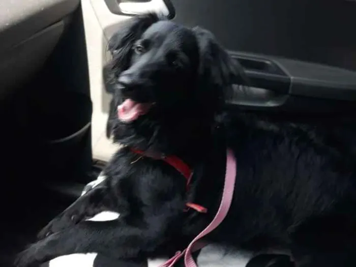 Cachorro raça Indefinida idade 7 a 11 meses nome Amora