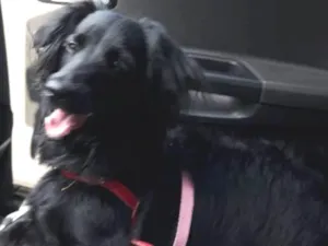 Cachorro raça Indefinida idade 7 a 11 meses nome Amora