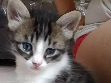 Gato ra a  idade Abaixo de 2 meses nome filhotes