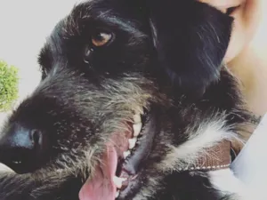 Cachorro raça Mestiço  idade 5 anos nome Feroz