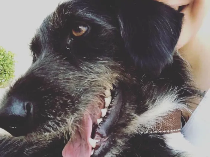 Cachorro ra a Mestiço  idade 5 anos nome Feroz
