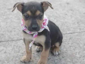 Cachorro raça SRD idade 2 a 6 meses nome Filhotinhos