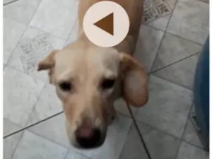 Cachorro raça Indefinida idade 2 a 6 meses nome Princesa