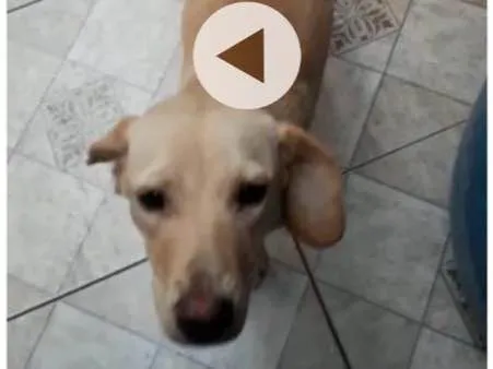 Cachorro ra a Indefinida idade 2 a 6 meses nome Princesa