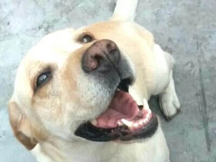 Cachorro ra a Golden retrivier e Labradora idade 3 anos nome Lilica e Caco
