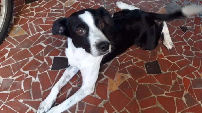 Cachorro raça SRD (com dálmata) idade 2 anos nome Jack 