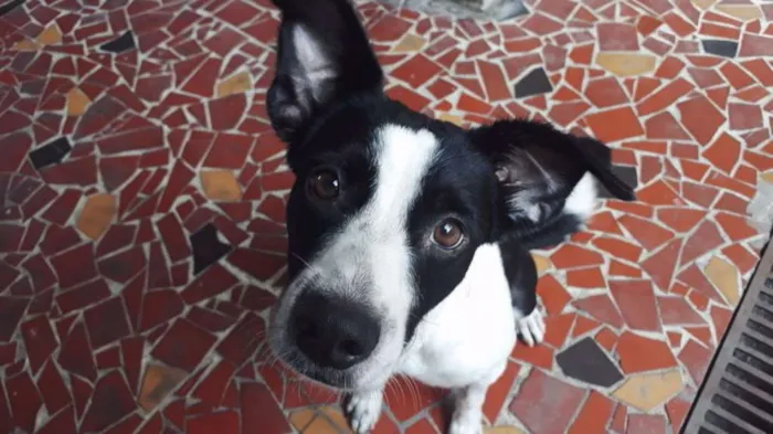 Cachorro raça SRD (com dálmata) idade 2 anos nome Jack 