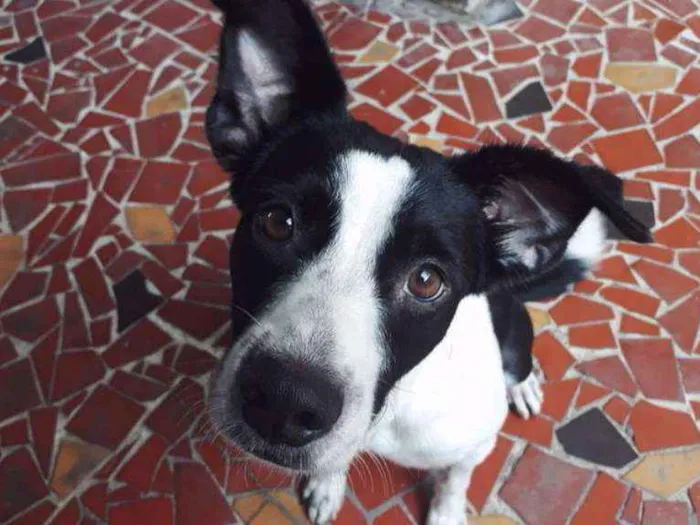 Cachorro raça SRD (com dálmata) idade 2 anos nome Jack 