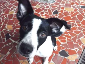 Cachorro raça SRD (com dálmata) idade 2 anos nome Jack 