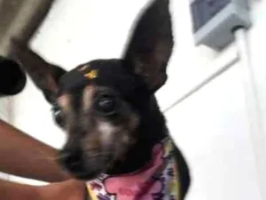Cachorro raça Pinscher idade 6 ou mais anos nome lili