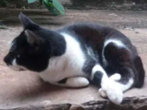 Gato raça Srd idade 2 a 6 meses nome Gatos pretos