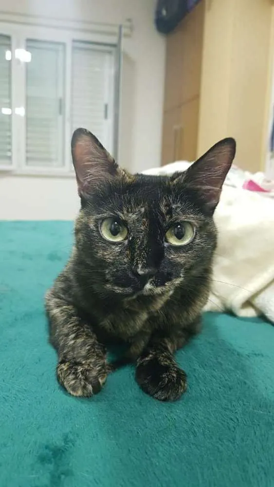 Gato ra a Srd idade 2 anos nome Suzan