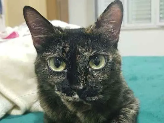 Gato ra a Srd idade 2 anos nome Suzan
