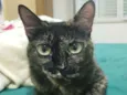 Suzan