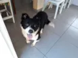Polenta