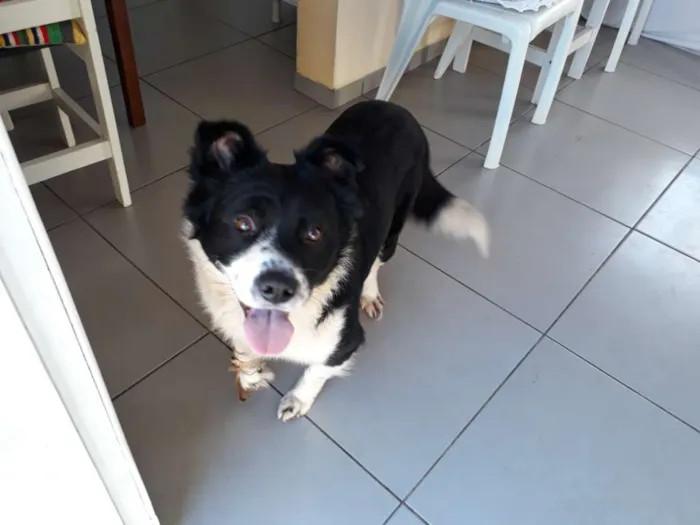 Cachorro ra a Indefinida idade 1 ano nome Polenta