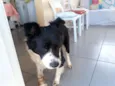Polenta