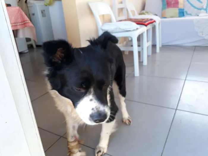 Cachorro ra a Indefinida idade 1 ano nome Polenta