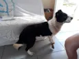 Polenta