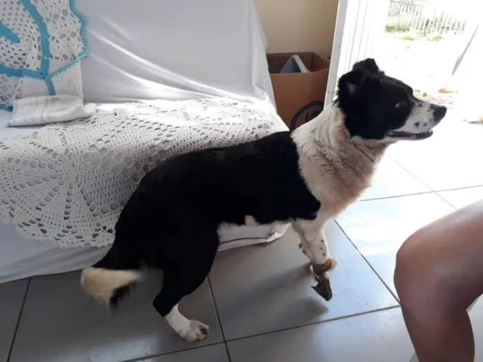 Cachorro ra a Indefinida idade 1 ano nome Polenta