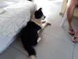 Polenta