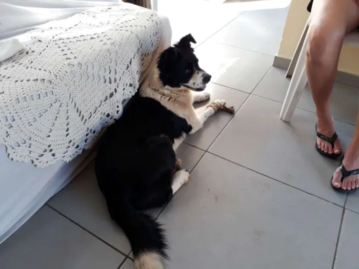 Cachorro ra a Indefinida idade 1 ano nome Polenta