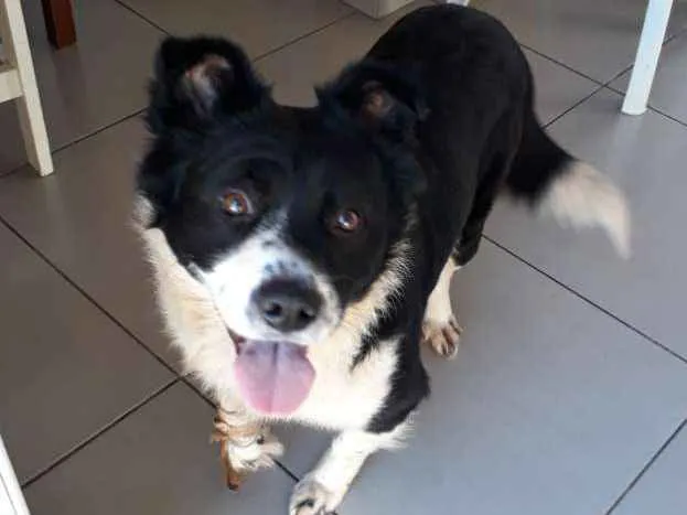 Cachorro ra a Indefinida idade 1 ano nome Polenta