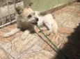Marcos