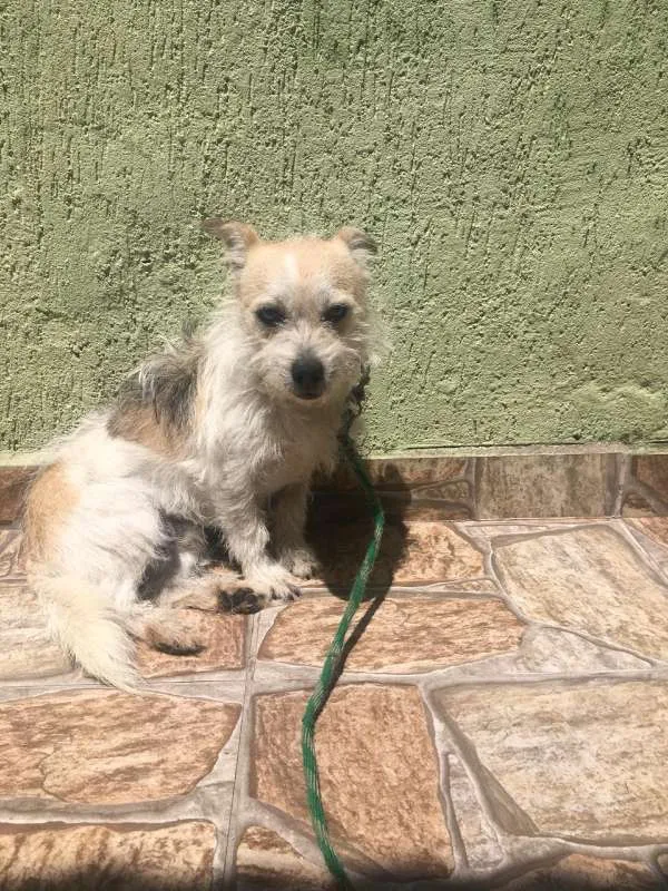 Cachorro ra a vira lata idade 1 ano nome Marcos