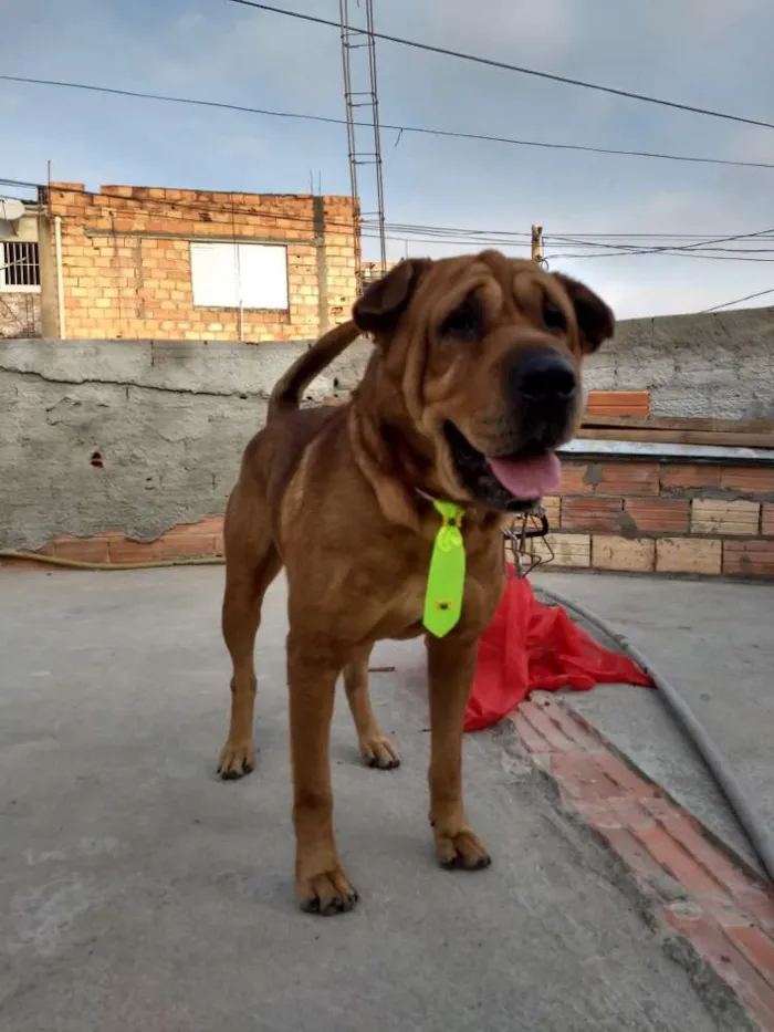 Cachorro ra a Sharpei idade 4 anos nome Duque