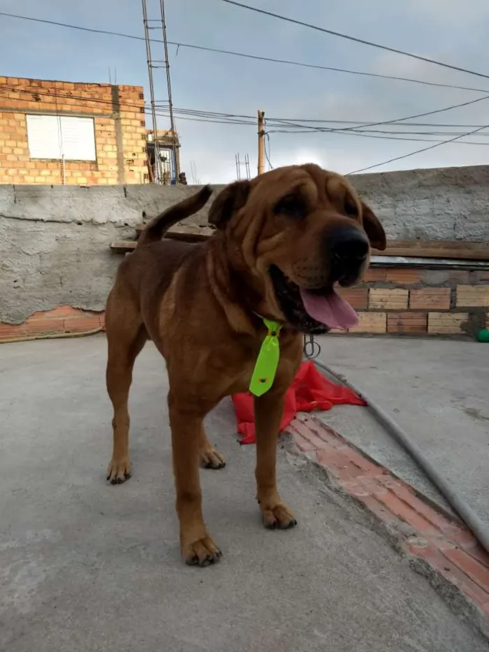 Cachorro ra a Sharpei idade 4 anos nome Duque