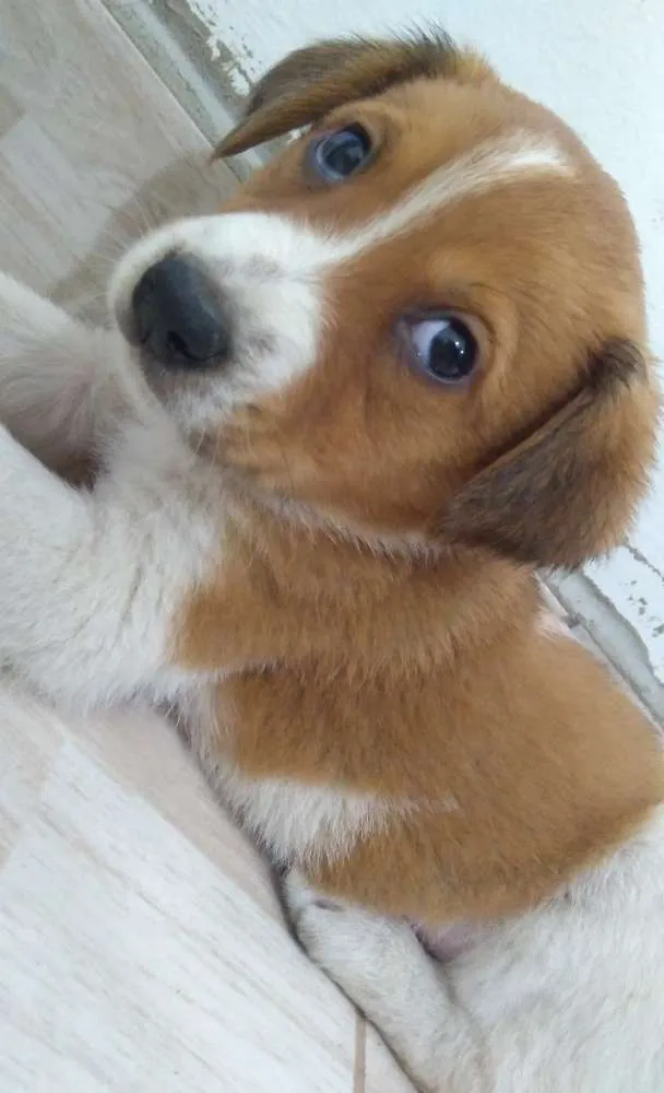 Cachorro ra a Vira Lata idade Abaixo de 2 meses nome Maya