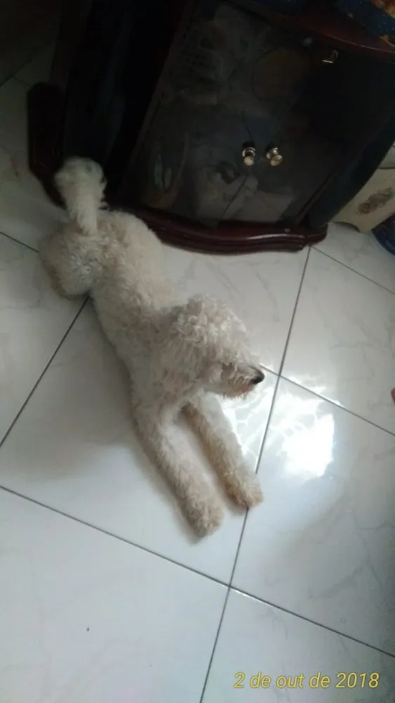 Cachorro ra a Poodle idade 1 ano nome Thor
