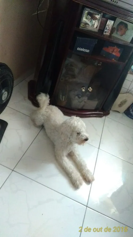 Cachorro ra a Poodle idade 1 ano nome Thor