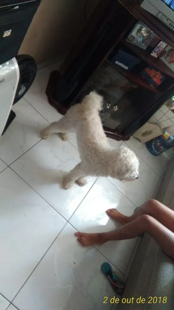 Cachorro ra a Poodle idade 1 ano nome Thor